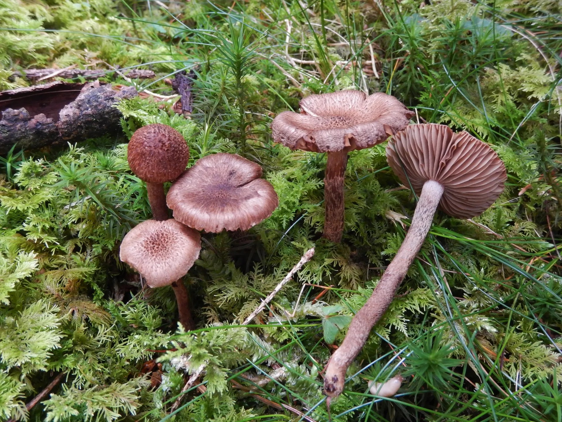 Inocybe stellatospora-19-10-12 (4)